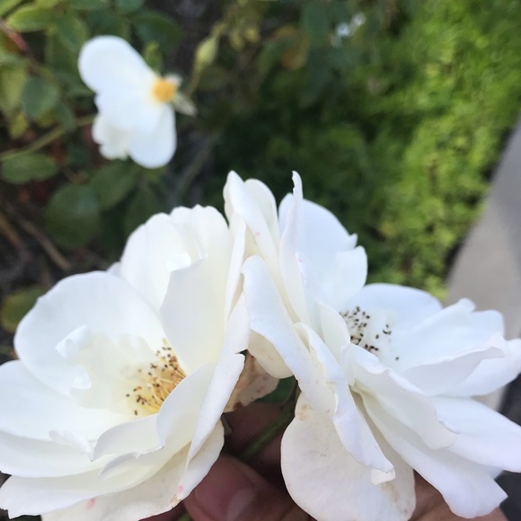 Meet your Posher, Ana - Picture 1 of 1